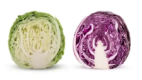 Health Benefits of Cabbage - Nutrition, Uses, and Precautions
